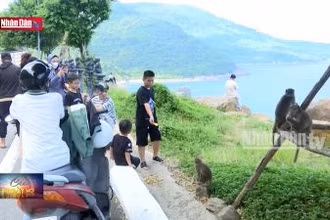 Kêu gọi chấm dứt hành vi cho khỉ ăn tại bán đảo Sơn Trà