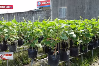 Độc lạ rau củ lên chậu hút hàng dịp Tết