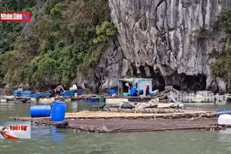 Nỗ lực khôi phục ngành thủy sản sau thiên tai
