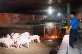 Chăn nuôi gặp khó khi giá thức ăn tăng, giá lợn hơi giảm.