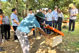Mô hình nuôi ong trong vườn cây ăn quả ở xã Sơn Lộc, huyện Can Lộc (Hà Tĩnh).
