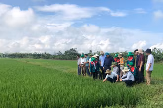 Mô hình sản xuất lúa hữu cơ, tuần hoàn tại Hà Tĩnh.