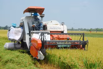 Bà con nông dân xã Hậu Mỹ Trinh, huyện Cái Bè (Tiền Giang) thu hoạch lúa.