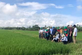 Trồng lúa theo hướng hữu cơ, tuần hoàn.