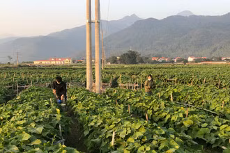 Người dân tỉnh Vĩnh Phúc chăm sóc cây vụ đông.