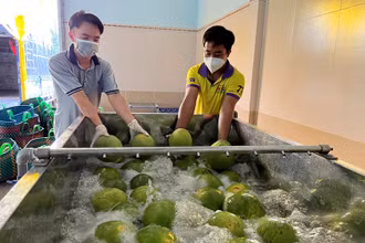 Sơ chế bưởi da xanh tại Hợp tác xã bưởi da xanh Bến Tre.