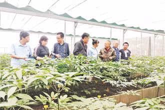 Mô hình ứng dụng công nghệ cao trong trồng sâm Ngọc Linh tại bản Sam Ta, xã Chiềng Chung, huyện Mai Sơn.