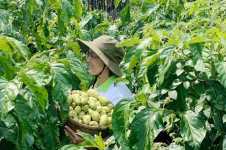 Thu hoạch trái nhàu nguyên liệu phục vụ sản xuất nước nhàu.