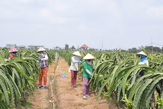 Người dân xã Kiểng Phước, huyện Gò Công Đông (Tiền Giang) chăm sóc thanh long. (Ảnh NGUYỄN SỰ)