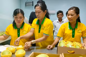 Sơ chế xoài xuất khẩu tại Công ty TNHH Kim Nhung, thành phố Cao Lãnh, tỉnh Đồng Tháp. (Ảnh Hữu Nghĩa)