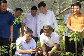 Bí thư Tỉnh ủy Sơn La Nguyễn Hữu Đông cùng đoàn công tác kiểm tra vườn sâm Ngọc Linh tại bản Sam Ta, xã Chiềng Chung, huyện Mai Sơn.