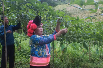 Nông dân chăm sóc cây chanh leo cung cấp nguyên liệu cho các nhà máy chế biến.