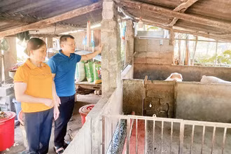 Gia đình chị Đinh Thị Hoa, ở xóm Phạc Sliến, xã Vân Trình, huyện Thạch An (Cao Bằng) đầu tư phát triển chăn nuôi, ổn định kinh tế gia đình.
