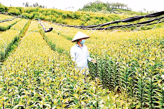 Trang trại trồng hoa ly Dương Hà, rộng hơn 4 ha ở phường Ô Quý Hồ, thị xã Sa Pa (Lào Cai). 