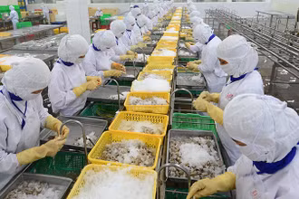 Thủy sản là một trong những mặt hàng cần hệ thống kho lạnh lớn để bảo quản. Trong ảnh: Chế biến thủy sản xuất khẩu ở Công ty CP Thủy sản Cafatex (Hậu Giang). (Ảnh TRẦN TUẤN)