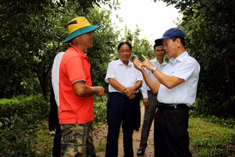 Đồng chí Dương Văn Trang (người ngoài cùng bên phải) thăm mô hình trồng cây mắc-ca tại huyện Kon Rẫy. 