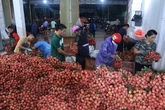 Điểm mua bán vải thiều tại huyện Lục Ngạn, tỉnh Bắc Giang.
