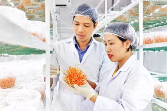 Trung bình mỗi năm, nấm đông trùng hạ thảo cho lợi nhuận hơn 800 triệu đồng/1.000m2 nhà xưởng nuôi cấy. 