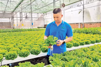 Mô hình trồng rau ứng dụng công nghệ thông tin của Hợp tác xã Tuấn Ngọc, thành phố Thủ Đức. 