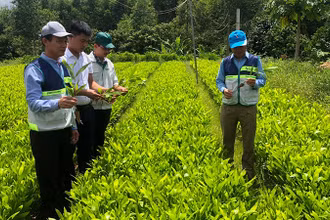 Mô hình vườn ươm cây lâm nghiệp tại xã Vĩnh Hà, huyện Vĩnh Linh (Quảng Trị).