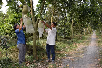 Kết quả chuyển đổi cơ cấu kinh tế, góp phần hoàn thành mục tiêu xây dựng nông thôn mới ở xã Đốc Binh Kiều, huyện Tháp Mười (Đồng Tháp) luôn có sự gương mẫu, đi đầu của đội ngũ cán bộ, đảng viên.