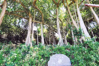 Cây đa di sản Sơn Trà.