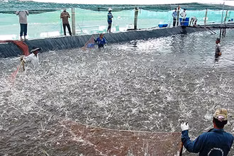 Thu hoạch tôm tại huyện Đầm Dơi, tỉnh Cà Mau.