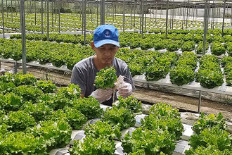Sản xuất rau an toàn theo hướng công nghệ cao tại huyện Củ Chi, Thành phố Hồ Chí Minh.