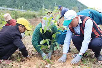 Người dân tham gia trồng cây gỗ lớn tại xã Hòa Bắc.