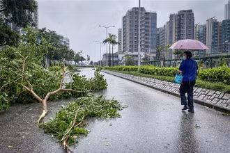 Cây cối gãy đổ khi bão Saola đổ bộ vào Tseung Kwan O, Hồng Kông (Trung Quốc) ngày 2/9. (Ảnh: AFP/TTXVN)