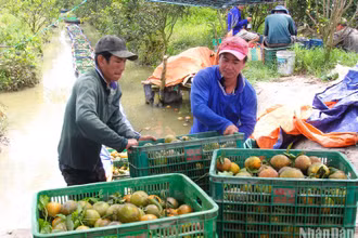 Nông dân huyện Trà Ôn, Vĩnh Long thu hoạch cam sáng 14/2.