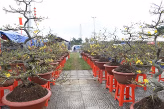 Vườn mai đẹp nở rộ nhưng không có bóng người mua.