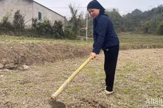 Khu cánh đồng ở Nà Tuồng, xã Xuân Dương (Na Rì) đang chờ nước mưa để sản xuất. (Ảnh: TUẤN SƠN)