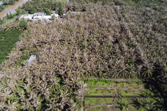 Nhiều vườn dừa ở xã Xuân Đông, huyện Chợ Gạo, tỉnh Tiền Giang bị sâu đầu đen gây thiệt hại nặng. (Ảnh: Báo Nhân Dân)