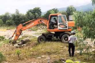 Thừa Thiên Huế: Trâu bị chết tại Phú Lộc do bệnh tụ huyết trùng