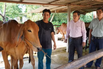 Đa dạng hoá sinh kế để giảm nghèo bền vững được xem là giải pháp hữu hiệu trong thực hiện Chương trình mục tiêu giảm nghèo bền vững trên địa bàn tỉnh.