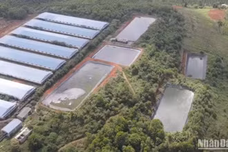Trong năm 2023 tỉnh Đắk Nông và Sở Tài nguyên và Môi trường ban hành 27 Quyết định xử phạt các trang trại chăn nuôi heo vì vi phạm các quy định về bảo vệ môi trường, với số tiền phạt gần 5 tỷ đồng.