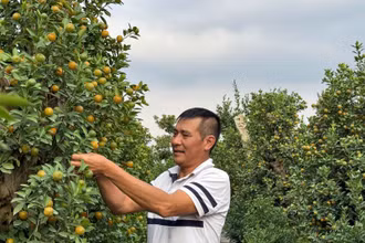 Ông Thắng cắt tỉa cành quất, tạo thế để kịp bán trong dịp Tết Nguyên đán Ất Tỵ 2025.