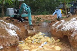 Tổ chức tiêu hủy gia cầm mắc bệnh.