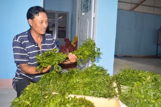Rau dớn, đặc sản của núi rừng Sơn Hà (Quảng Ngãi).