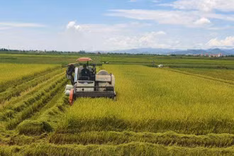 Nông dân huyện Quảng Ninh (Quảng Bình) thu hoạch lúa hè thu.