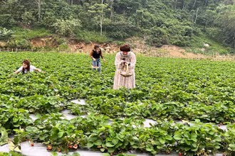 Du khách trải nghiệm tại vườn dâu tây tại vùng ven hồ Ba Bể.