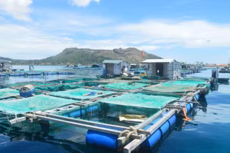 Nuôi trồng thủy sản lồng bè trên biển ven đảo Lý Sơn.