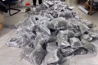 Tang vật hơn 153kg ma túy cần sa được lực lượng Công an tỉnh Tuyên Quang thu giữ.