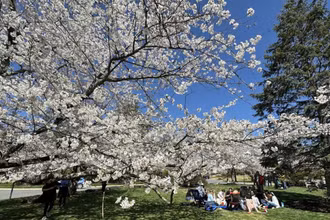 Làng hoa anh đào Kenwood ở thủ đô Washington D.C. thu hút đông đảo khách du lịch trên thế giới đến thưởng ngoạn. (Ảnh: TTXVN)