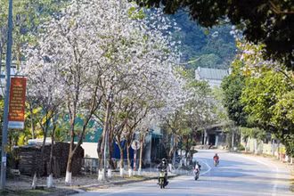 Hoa ban bung nở trên tuyến phố dẫn vào trung tâm thành phố Điện Biên Phủ. 