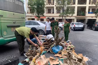 Lực lượng chức năng kiểm tra tang vật thu giữ trên xe khách. (Ảnh: Công an Bắc Kạn)