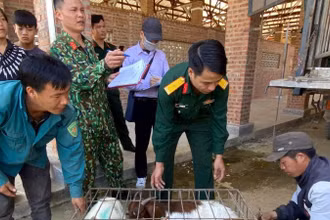 Cán bộ Đội Sản xuất và Xây dựng cơ sở chính trị số 1, Đoàn Kinh tế-Quốc phòng 345 (Quân khu 2) cấp dê giống cho bà con xã Cao Sơn, huyện Mường Khương, tỉnh Lào Cai.