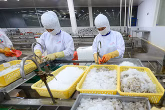 Chế biến thủy sản xuất khẩu ở Công ty cổ phần Thủy sản Cafatex Hậu Giang.(Ảnh QUỐC TUẤN) 