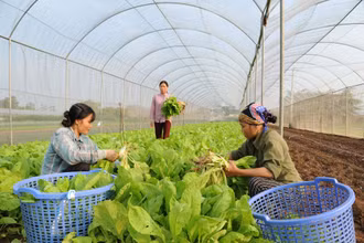 Nông dân Hợp tác xã rau quả sạch Chúc Sơn, huyện Chương Mỹ, thành phố Hà Nội thu hoạch rau. (Ảnh TRẦN HẢI)